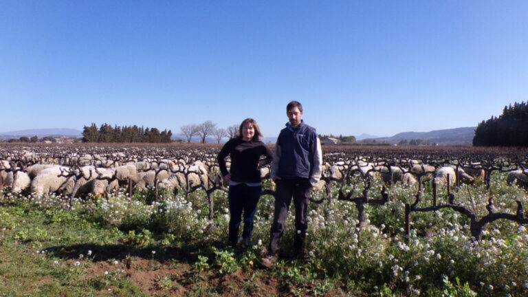 Sheep in the vineyard