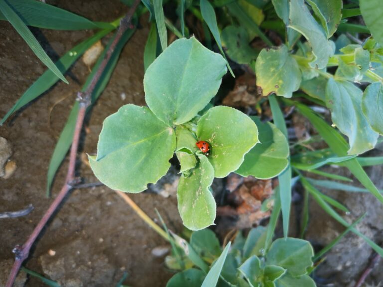A ladybug on our cover crops